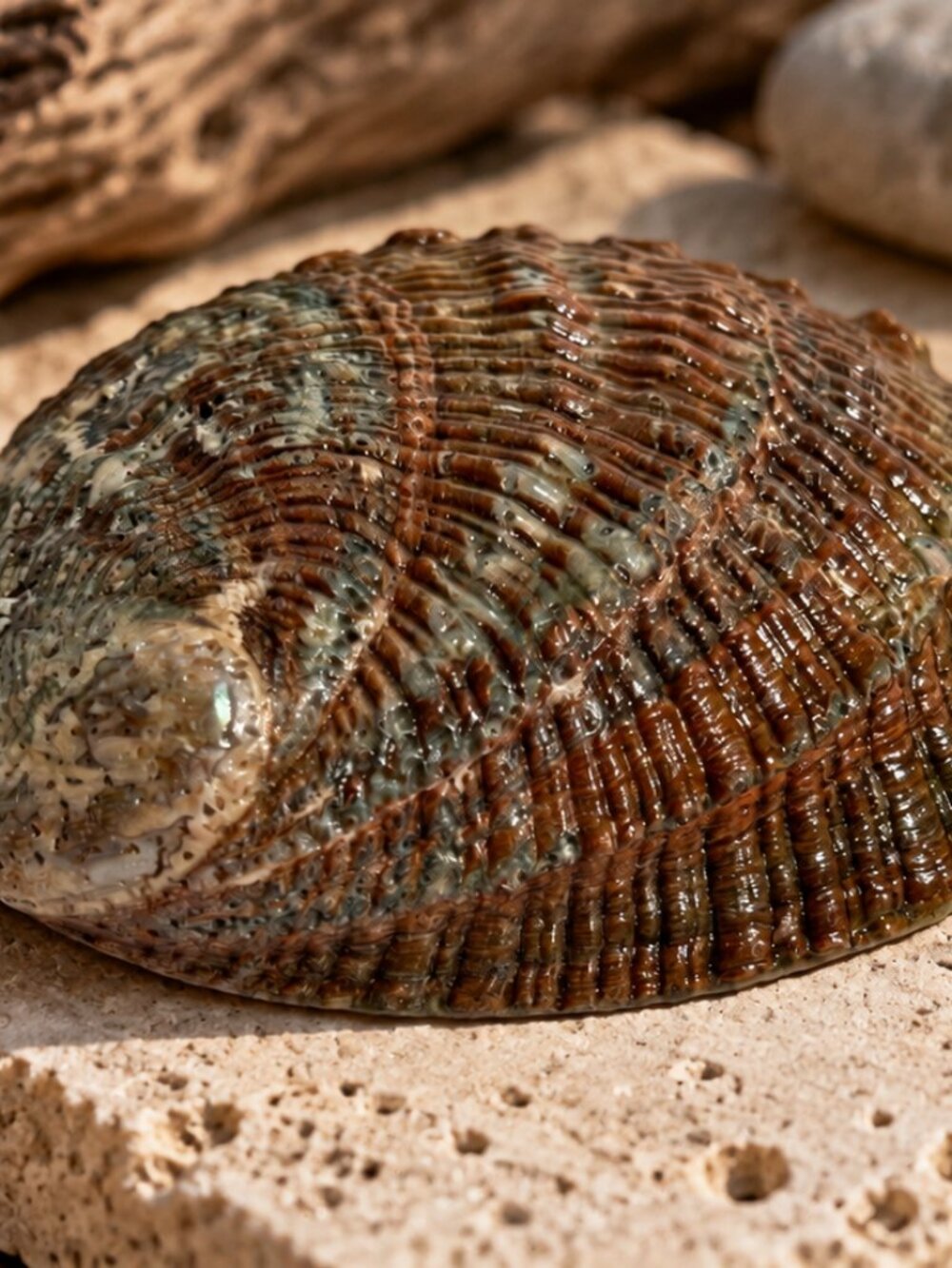 Large Natural Abalone Shell – Iridescent Sea Shell Coastal Decor